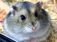 how long are dwarf hamsters pregnant?
