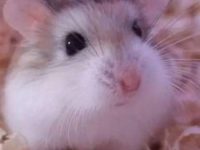 can hamsters love their owners?
