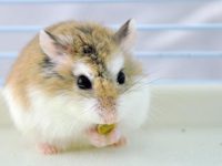 how long can dwarf hamsters live?
