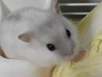 can hamsters have onions?