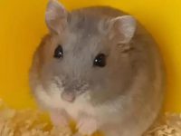 critical care for hamsters