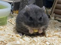 how long can a hamster survive without food?
