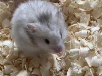 white hamster bedding
