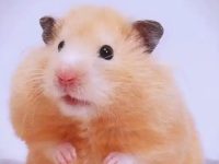 are hamsters territorial?