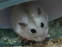 hamster scared to death