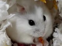 do mom hamsters eat their babies?