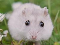 What is the cutest hamster breed?