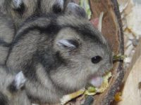 What is the easiest hamster to take care of?